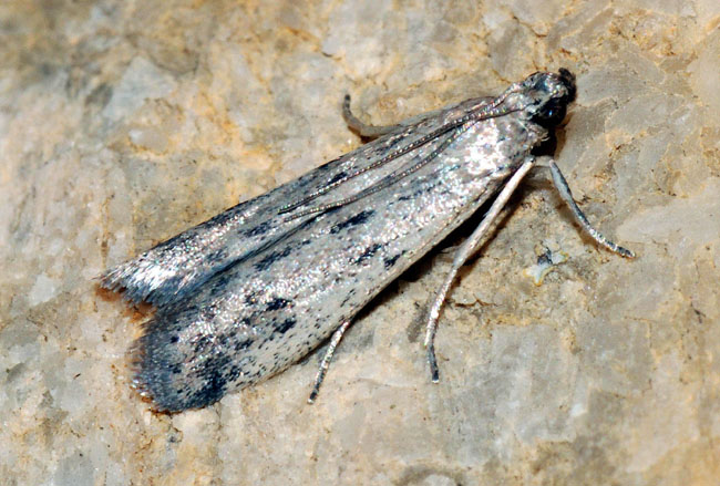 I.D. of this microlepidoptera?